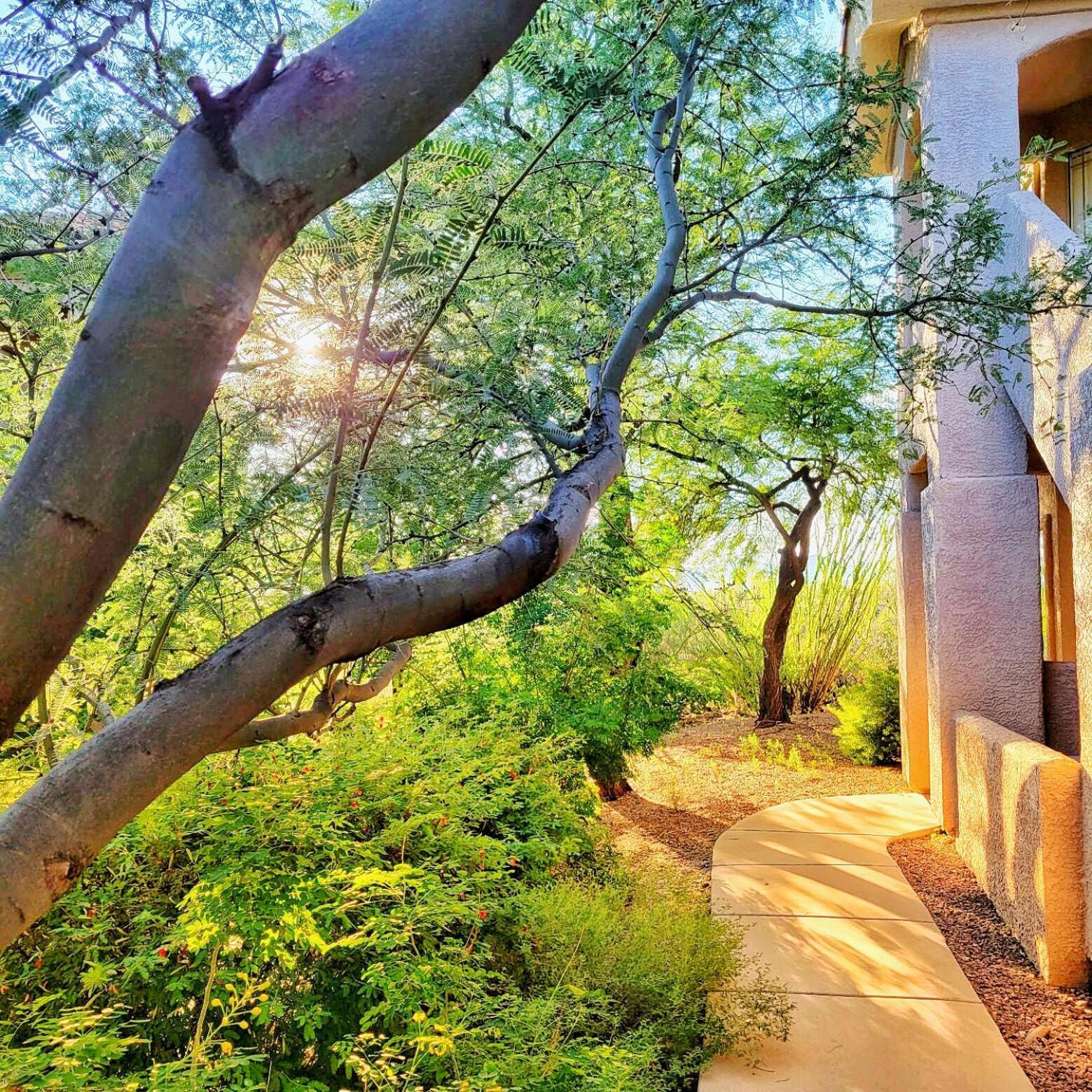 Luxury 3Bd 2Ba Home Near Tucson With Desert Views - Low Summer Rates! Oro Valley Eksteriør billede